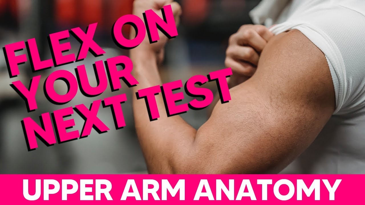 Biceps, Brachialis, and Coracobrachialis EASY Mnemonics