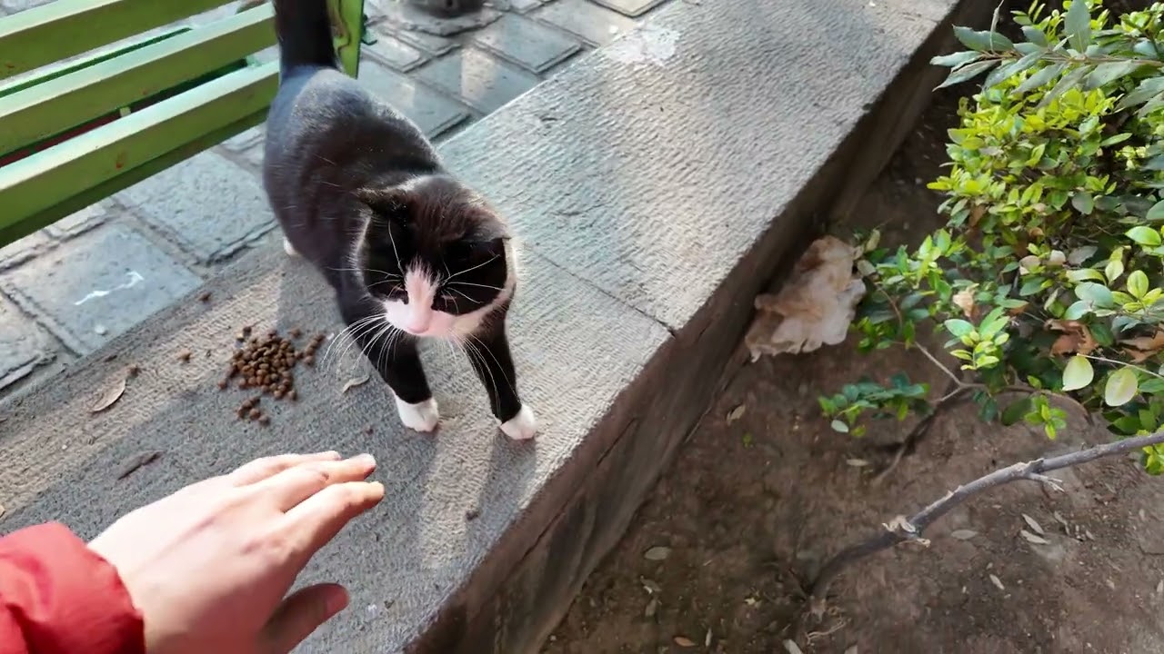 The Tuxedo Lady - A Charming Black & White Cat Seeking Love & Cuddles