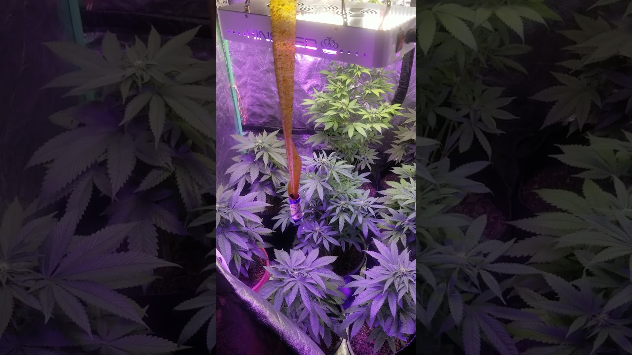 pink runtz week 1-2 of flower