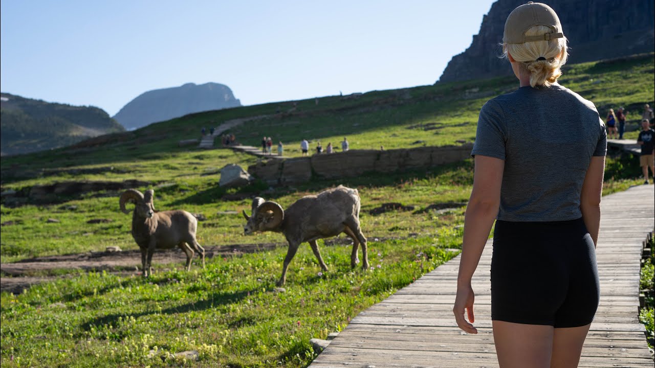 25 HOUR ROAD TRIP: West Yellowstone & Glacier National Park