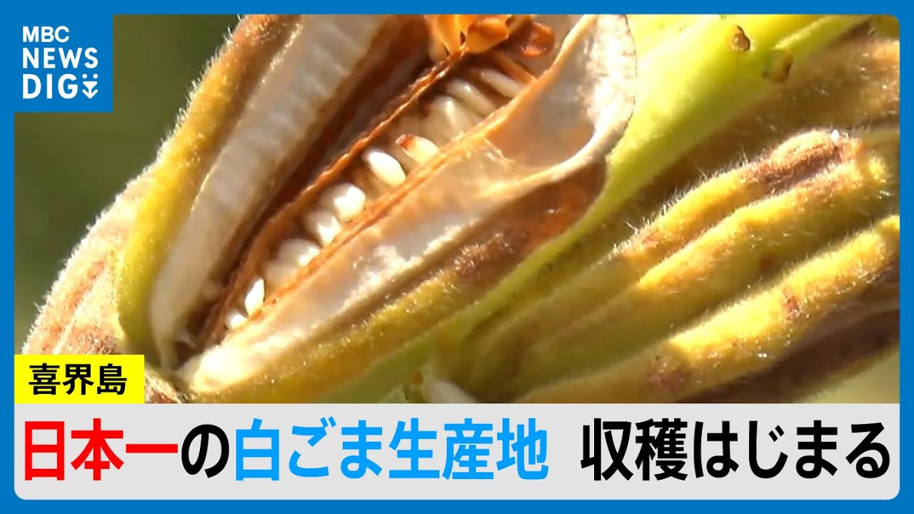 「セサミストリート」日本一の白ごまの生産地で収穫始まる　鹿児島・喜界島(MBCニューズナウ 2025年8月13日放送）