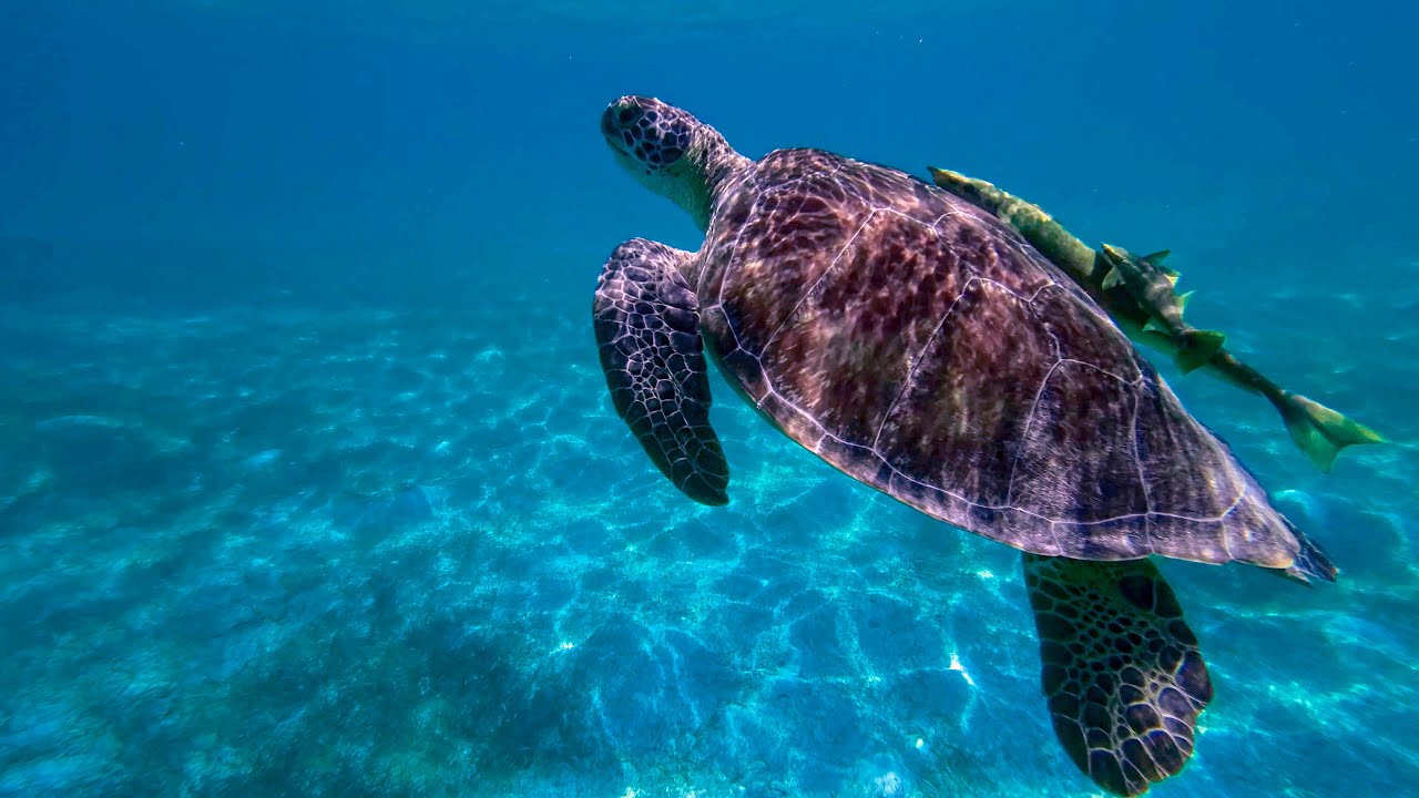 Akumal Bay  Snorkeling with Sea Turtles, Mexico.