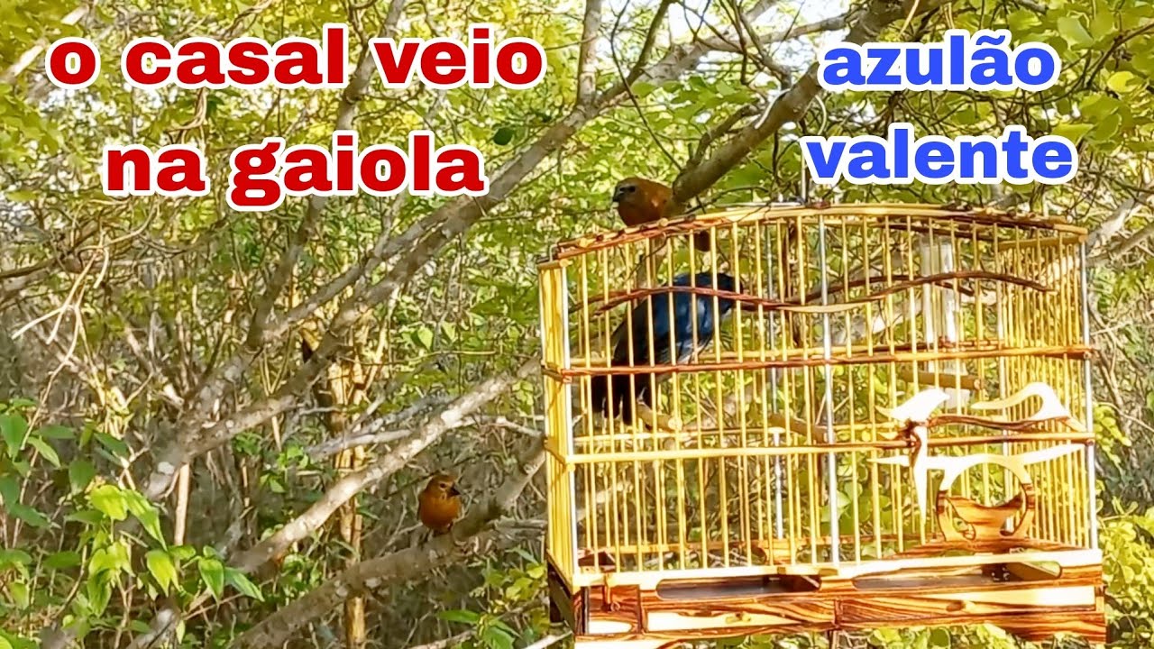 campeada com o azulão. o pardo veio com tudo na gaiola.
