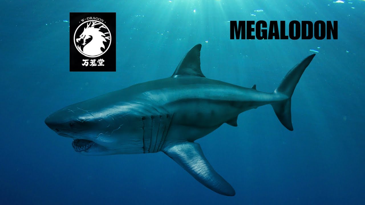 W-Dragon Megalodon review