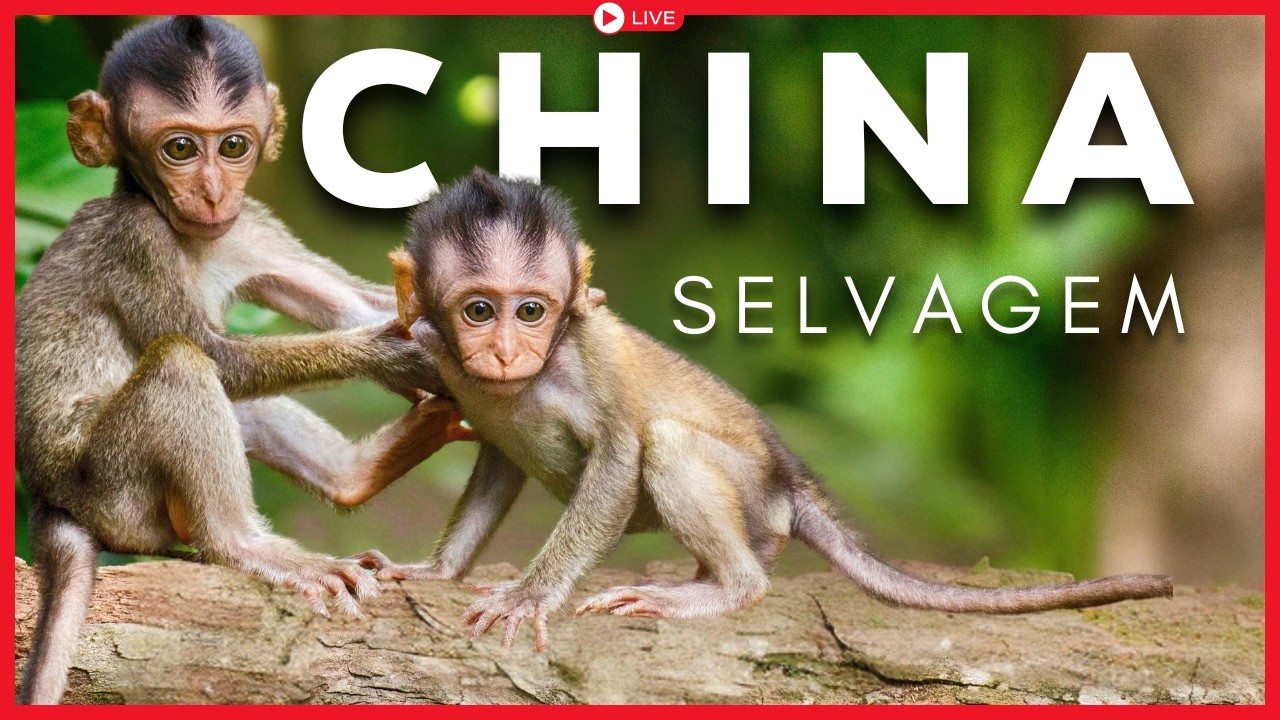 CHINA SELVAGEM: Lugares Que Desafiam a Lógica [Documentário]