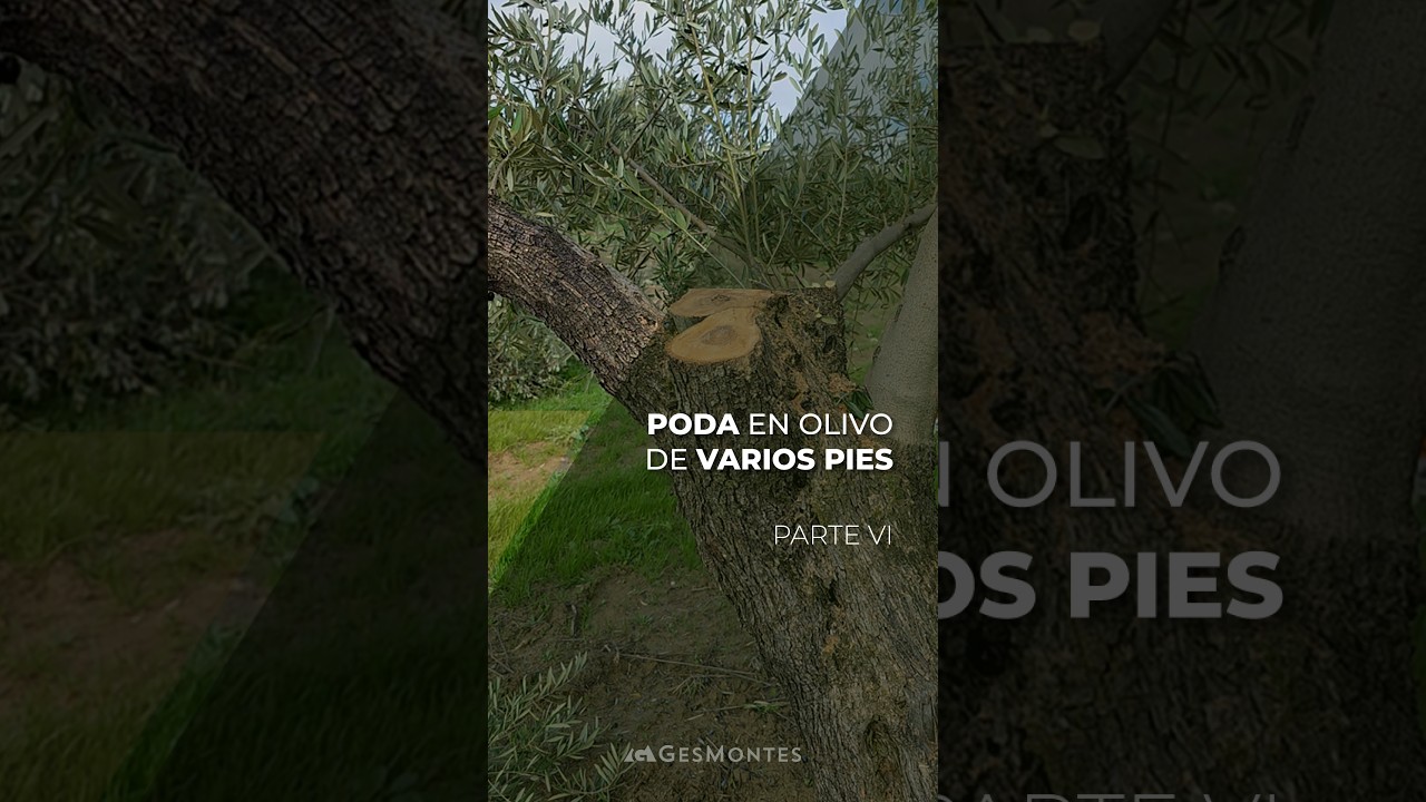 PODA EN OLIVO DE VARIOS PIES - PARTE VI