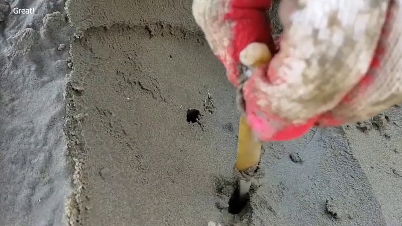 Amazing Razor Clam Digging With Salt And Catching Mantis Shrimp, Monster Clams Processing Skill