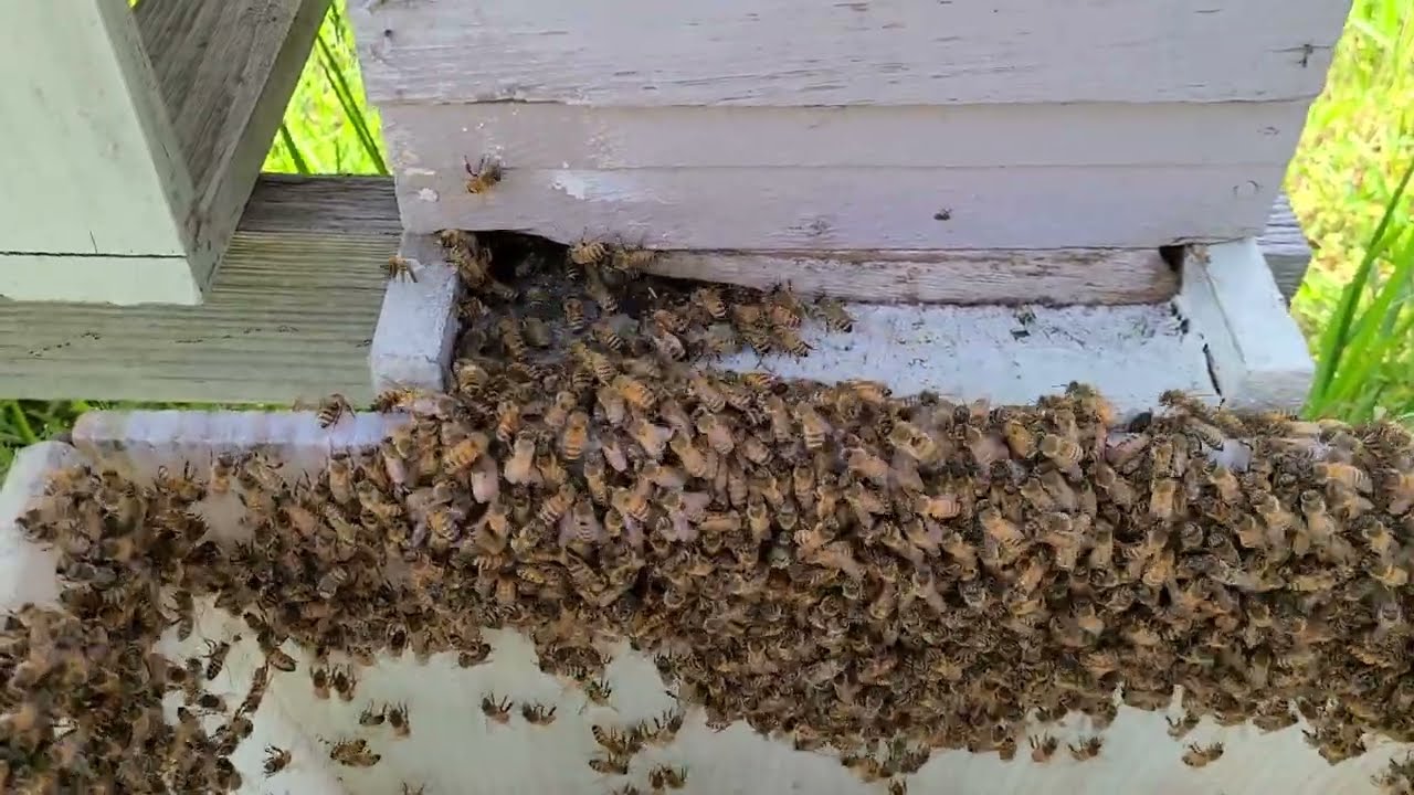 How to boost a weak hive immediately!