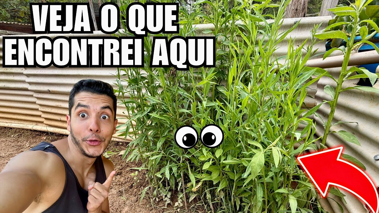 O segredo da Moita, VEM DESCOBRIR | Manejo Filhotes de Grou | Aves Recriar