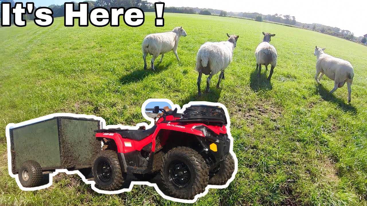 CAN-AM ARRIVES, TIME TO TAKE THE LAMBS OFF THE EWES