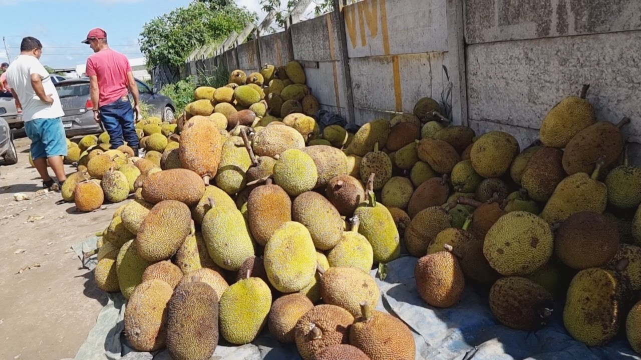 A CEACA DE CARUARU PE É SÓ FARTURA! JACA R$ 5,00. LUGAR DE COMPRAR BARATO. ISTO É NORDESTE!!!