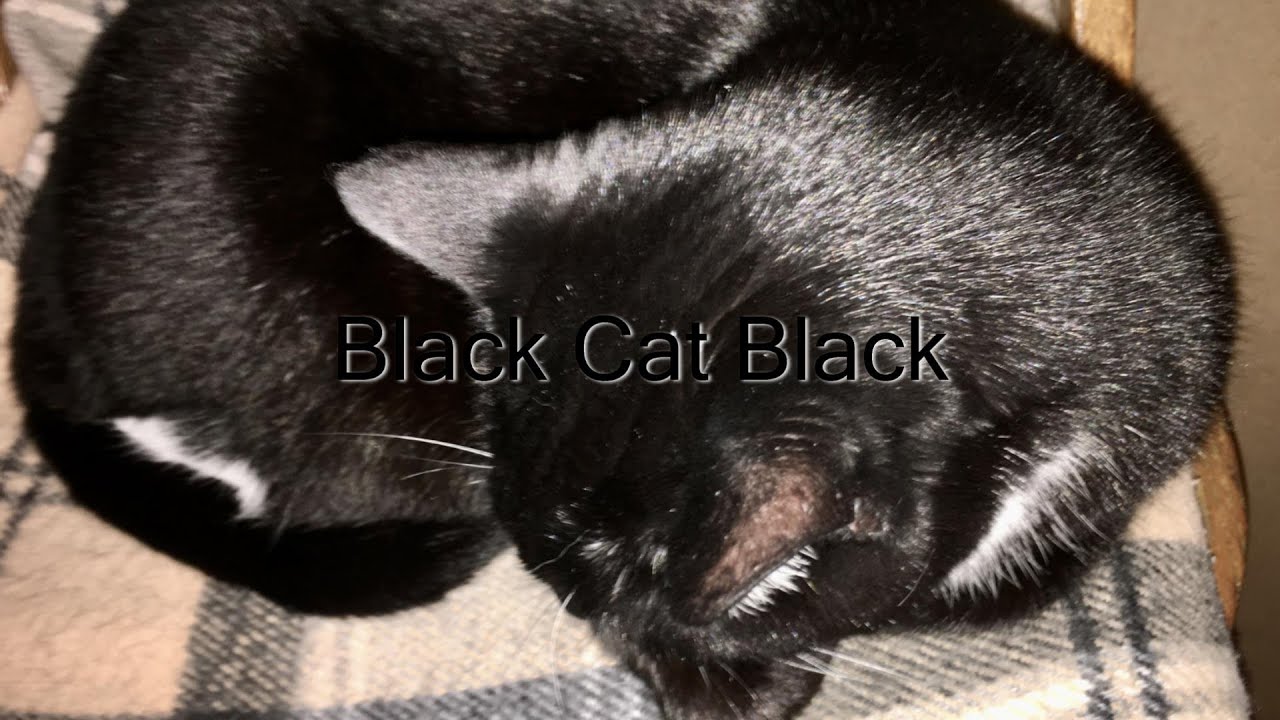 Quick Tip 282 - Black Cat Black