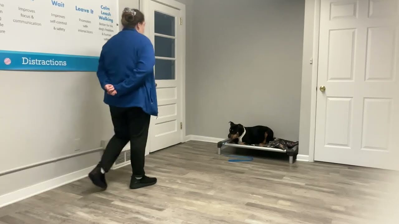 Edith- Working on come, sit, wait, look, leash walking, place, and down