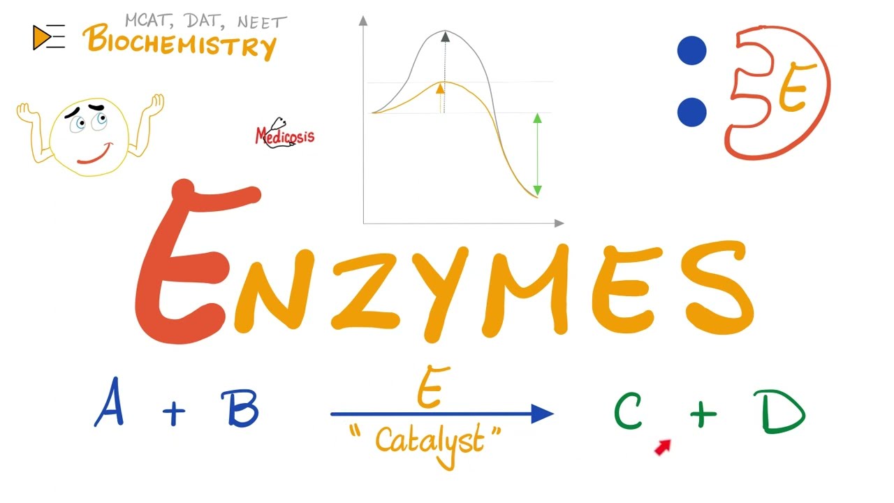 Enzymes - Catalysts - Structure & Function - Biochemistry 🧪