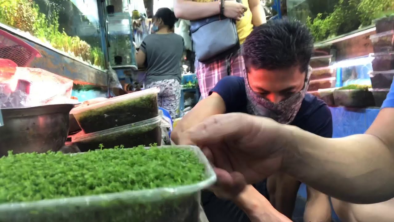 GUIDE IN CARPET PLANTS IN AQUARIUM SETUP! Stall no.14 Aqualand Alley Cartimar #pingymson