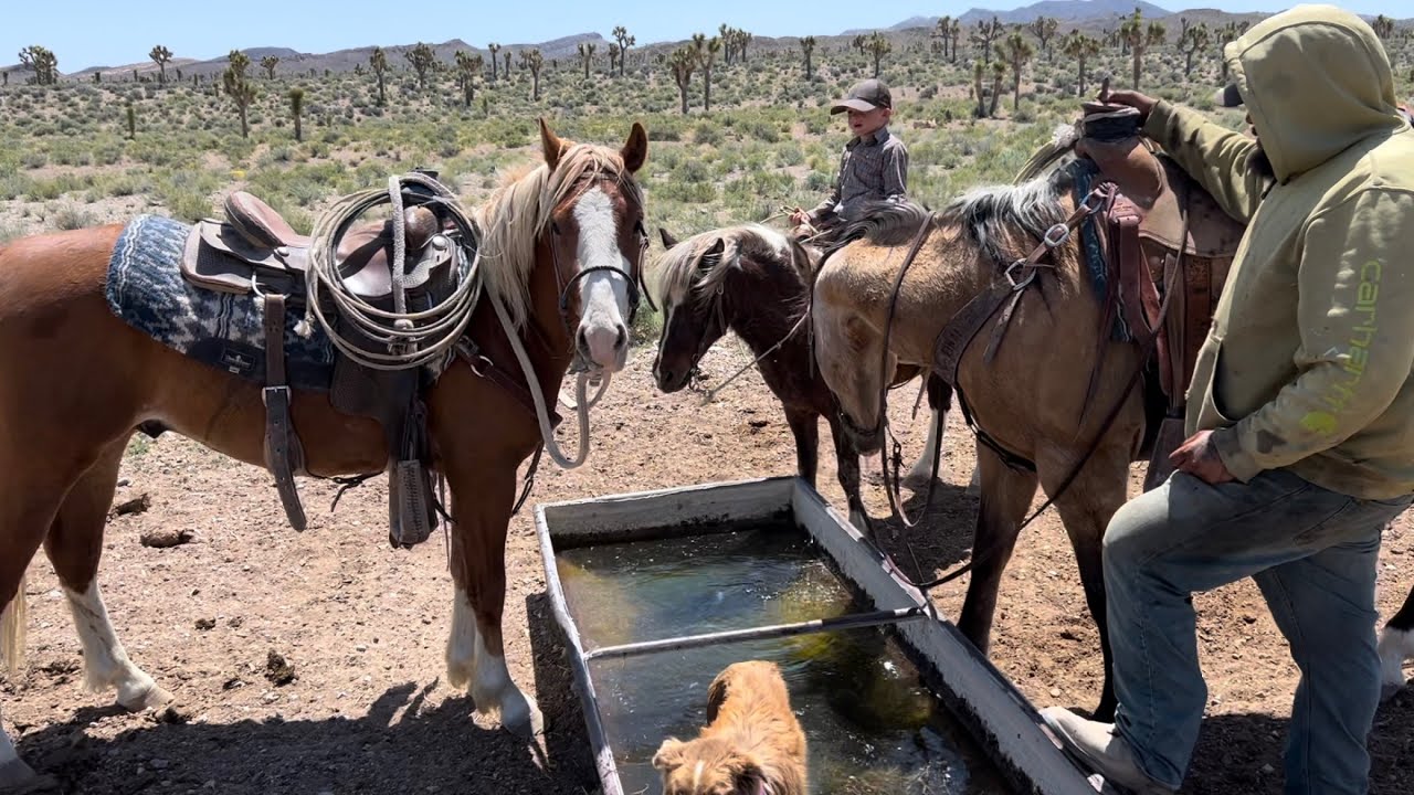 Cattleless Cattle Drive / Your Invited