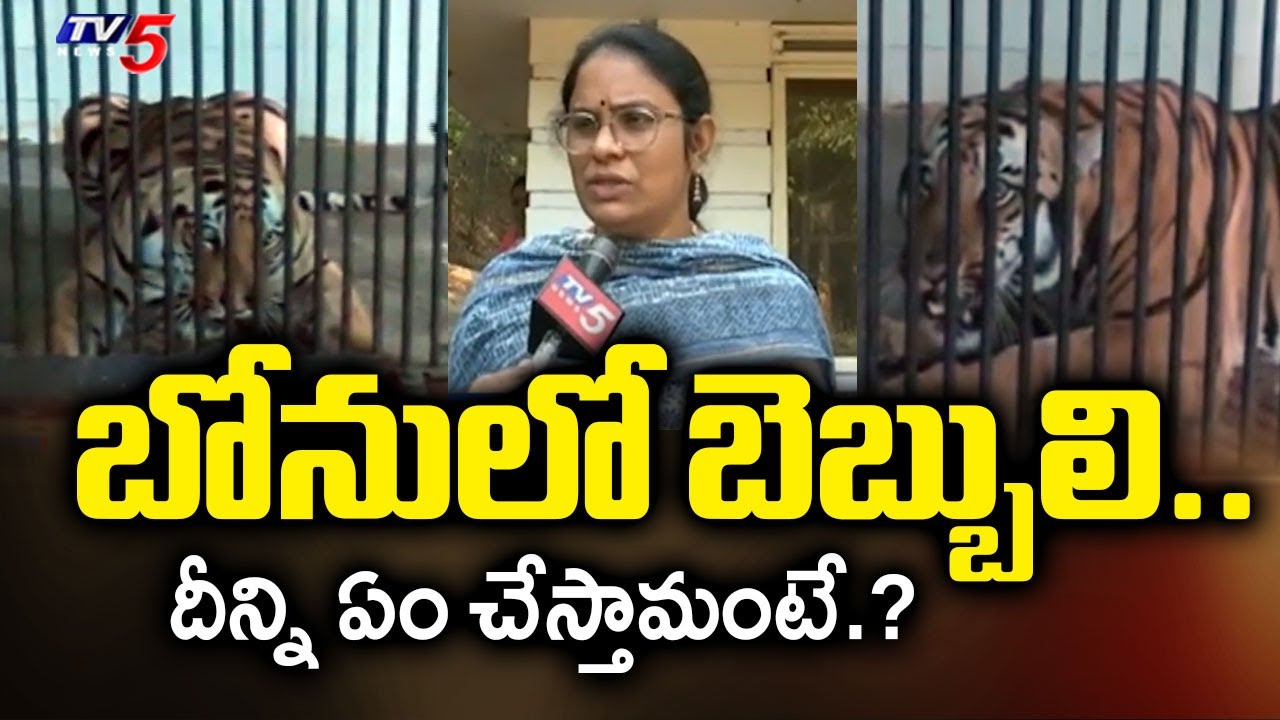 బోనులో బెబ్బులి.. | Visakhapatnam Zoo Park Curator Mangamma about Rajahmundry Tiger | TV5 News