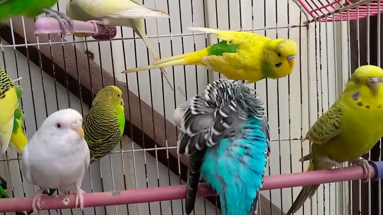 Australian beautiful bird's sounds 