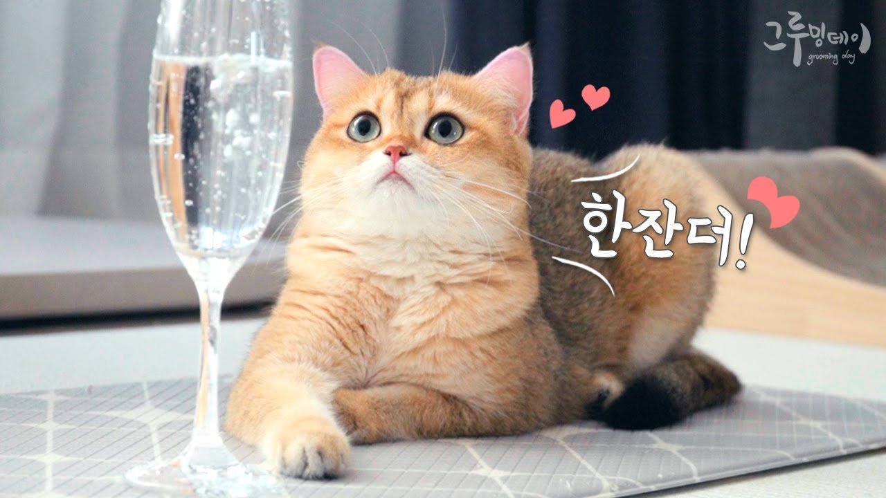 탄산수를 처음 본 고양이의 반응