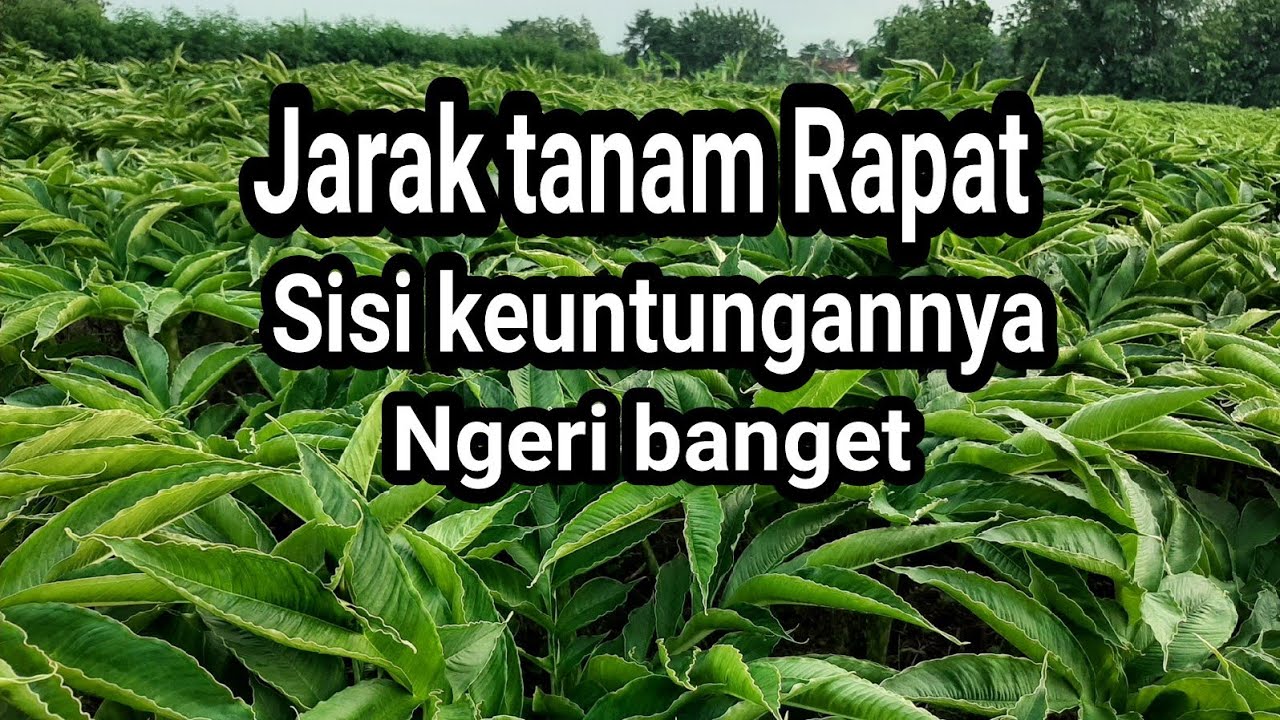Tanam porang jàrak rapat dan sisi keuntungannya.