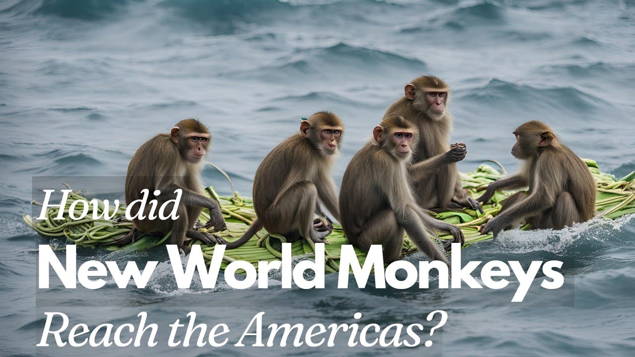 Monkeys in the Americas is a Really Serious Puzzle