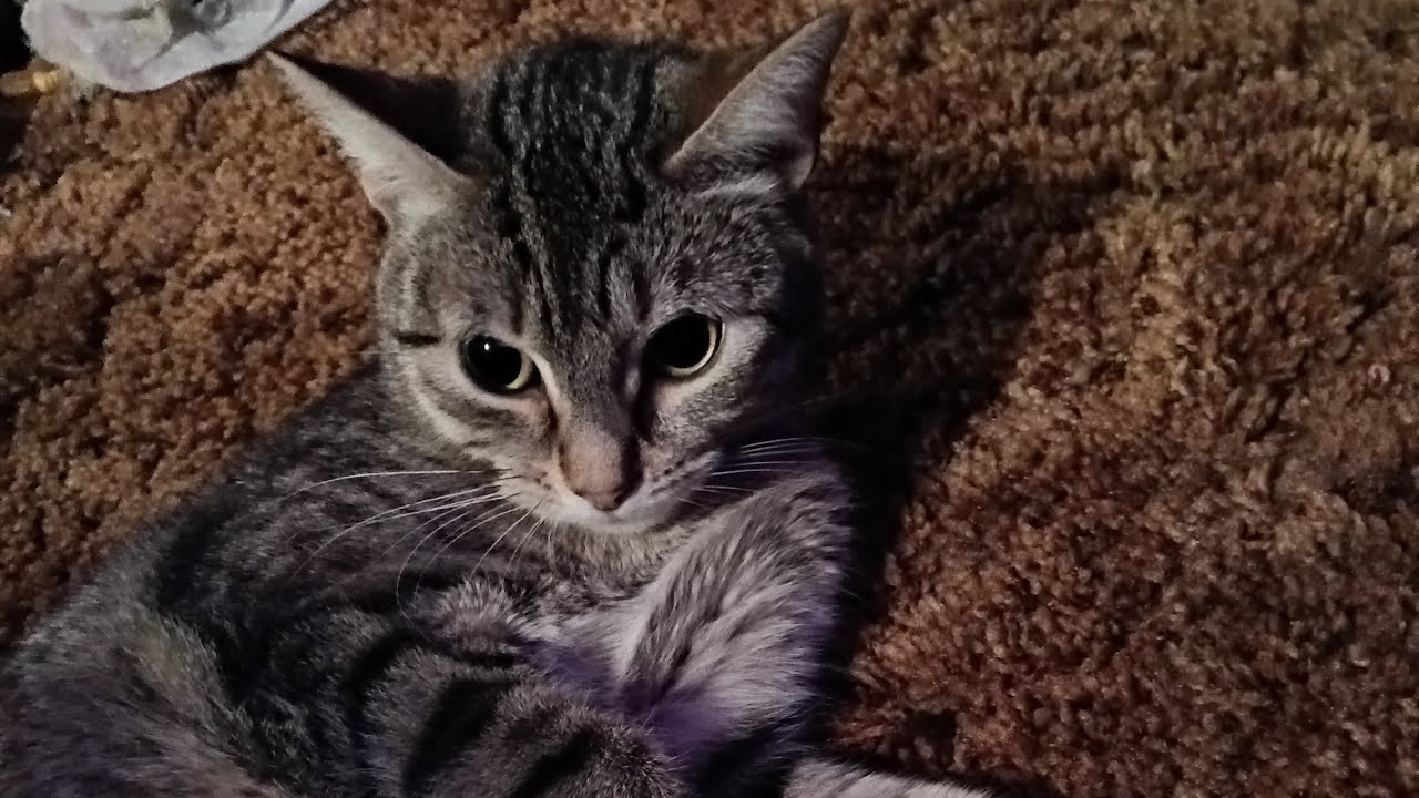 Surprise Stream! #live #stream #surprise #dinner #cats #love
