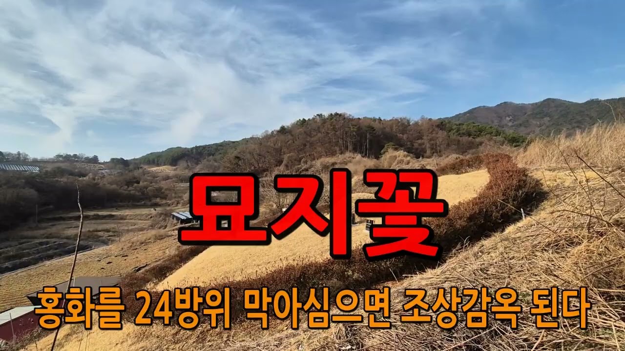 [묘지꽃]묘지꽃 잘못 심으면 감옥묘지