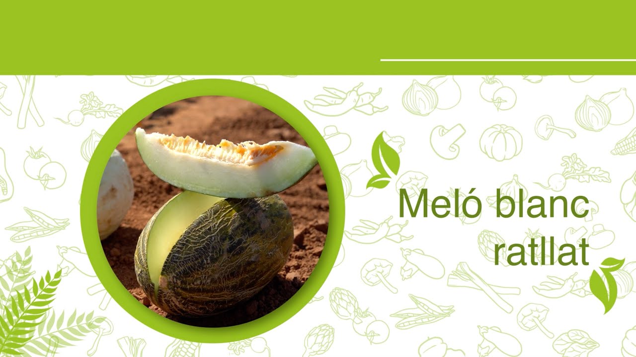 Meló blanc ratllat - Varietats Tradicionals Valencianes II