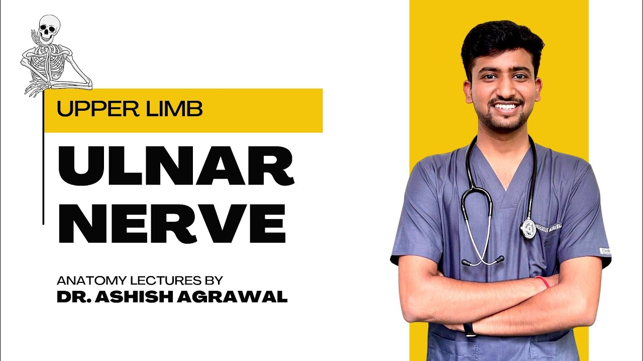 Ulnar Nerve || Upper Limb Anatomy || First Year MBBS || Anatomy lectures by Ashish