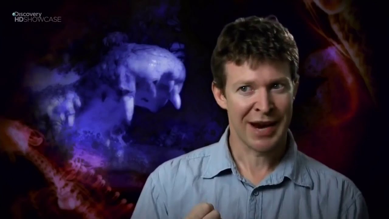 АВСТРАЛИЯ. СМЕРТЕЛЬНЫЕ УКУСЫ МЕСТНЫХ ОБИТАТЕЛЕЙ ЖИВОЙ ФАУНЫ.