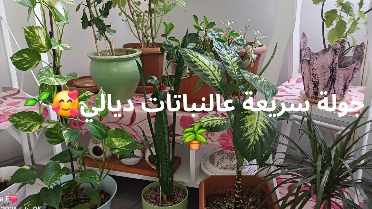 جولة فالحديقة الصغيرة ديالي. / #نباتات_منزلية #نباتات_الزينة #نباتات_الظل. 