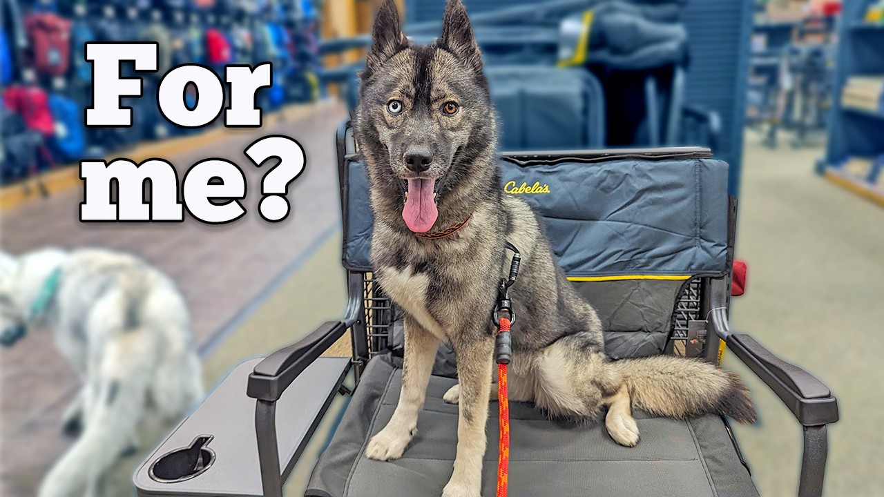 My Dog Picked Out the Perfect Camping Chair!  Should We Buy It?