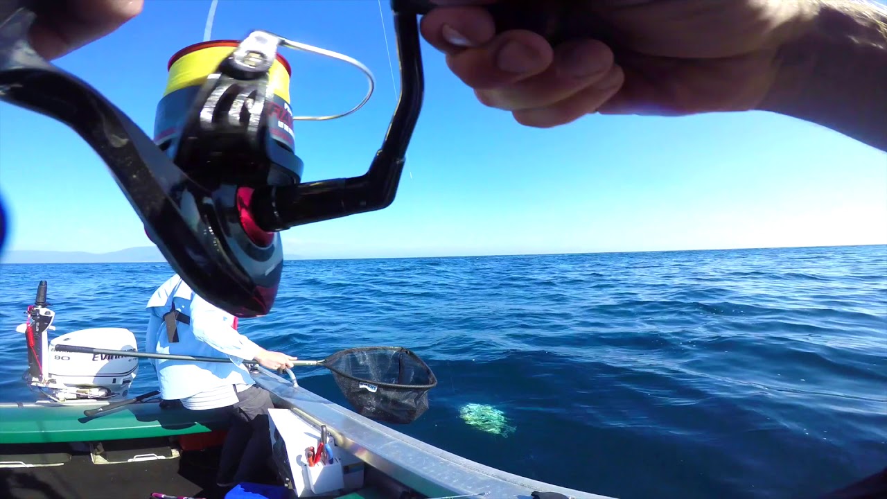 Striped Trumpeter, Tasmania East Coast, KMAN FISHING