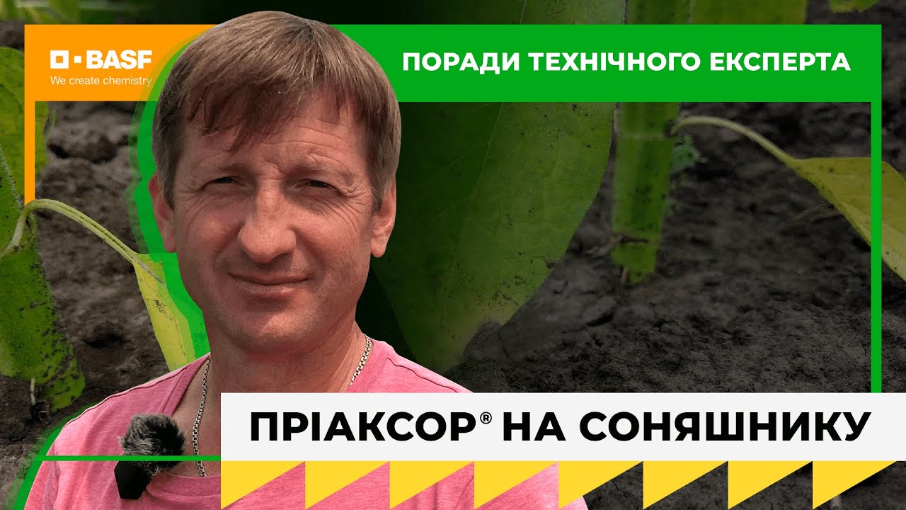 Як працює фунгіцид Пріаксор® у посівах соняшнику?