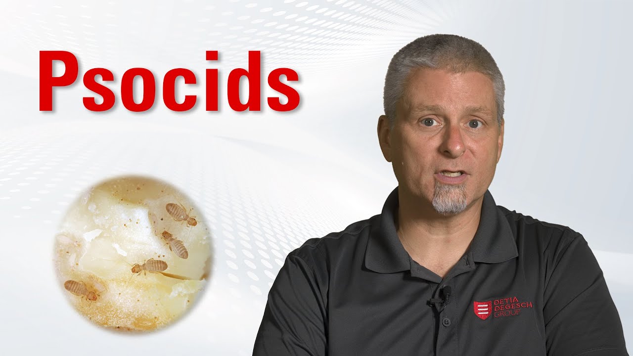Stored Product Pests: Psocids (Booklice) - Identification & Control | Degesch America