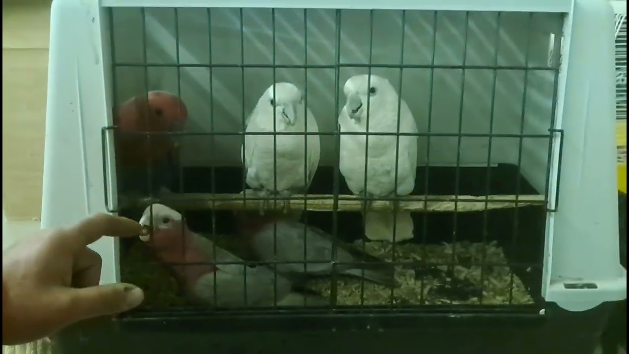 Agrokomplex Nitra Slovakia animal fair 27.11.2022