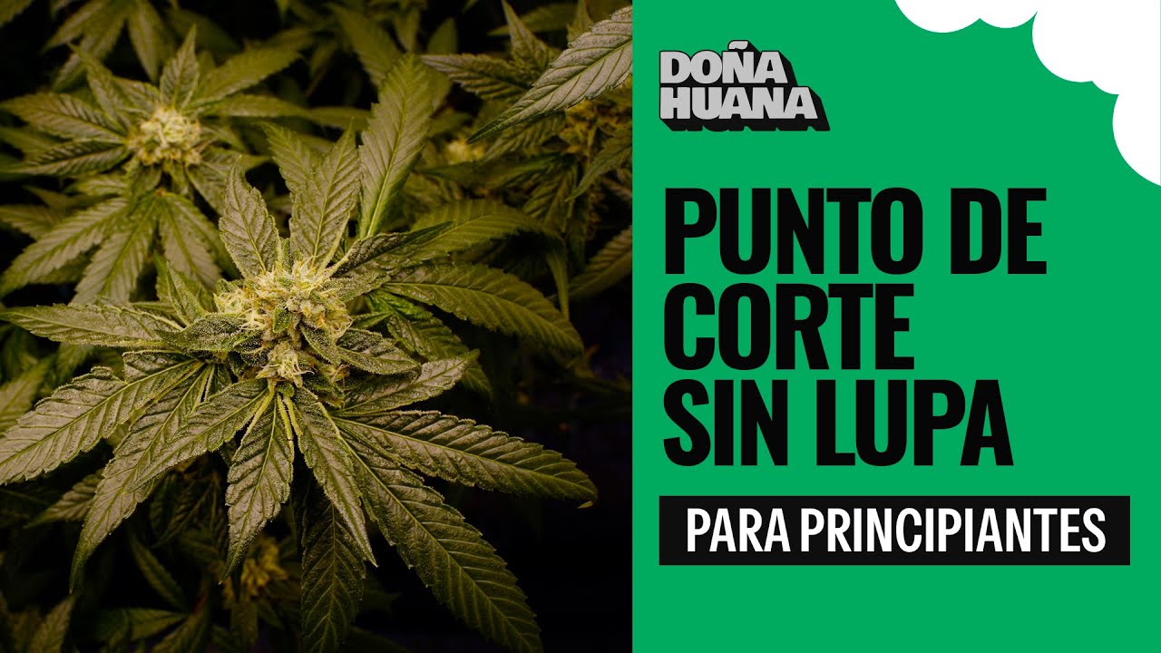 PUNTO DE CORTE  /  SIN LUPA / PRINCIPIANTES