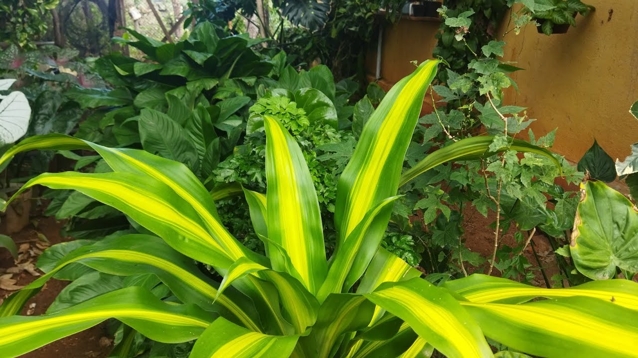 Minhas Plantas Agosto