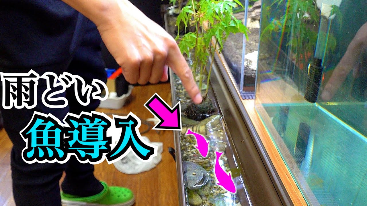室内の雨どいで作った川に魚を泳がせる！【雨どい水槽３】