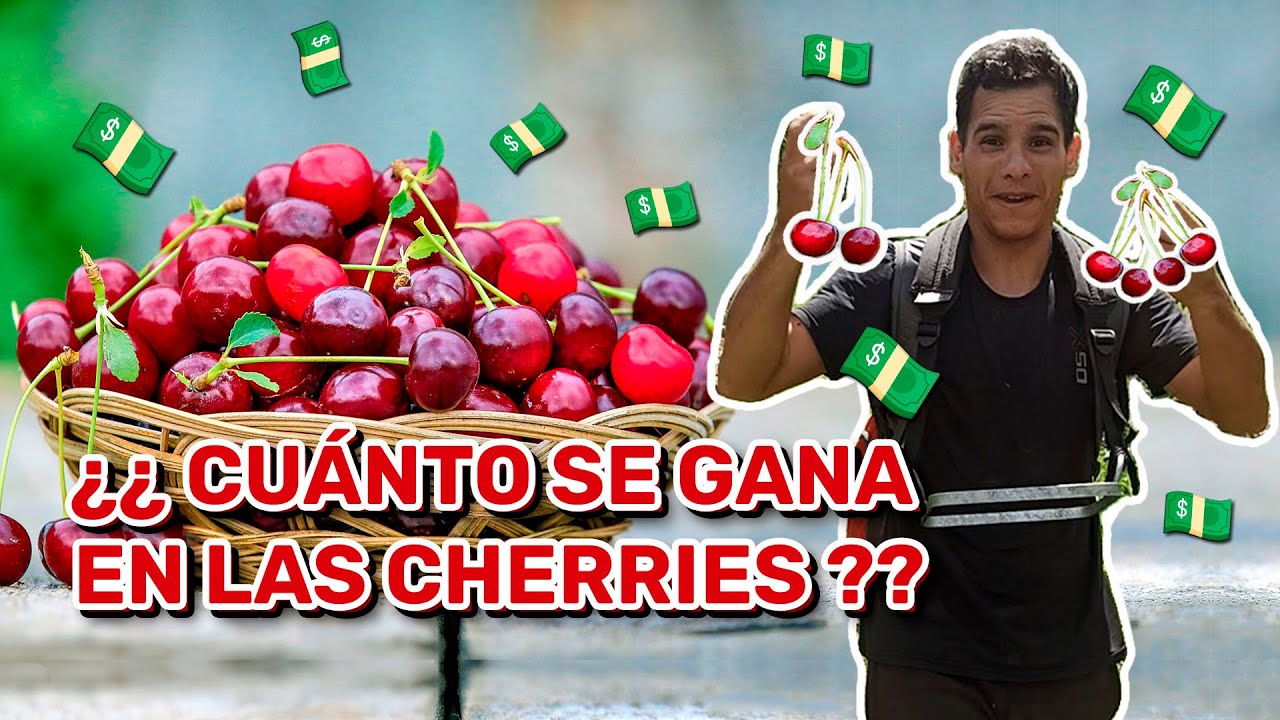 CUANTO SE GANA EN LAS CEREZAS | COMO PAGAN EN LAS CHERRIES EN NUEVA ZELANDA 🍒 #cherries #cerezas
