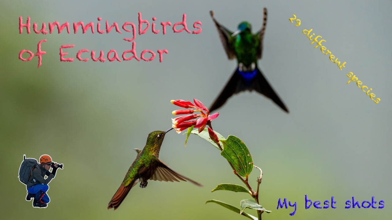 29 Hummingbird Species: My Best Shots from Ecuador’s Highlands, Cloud Forests & Amazon