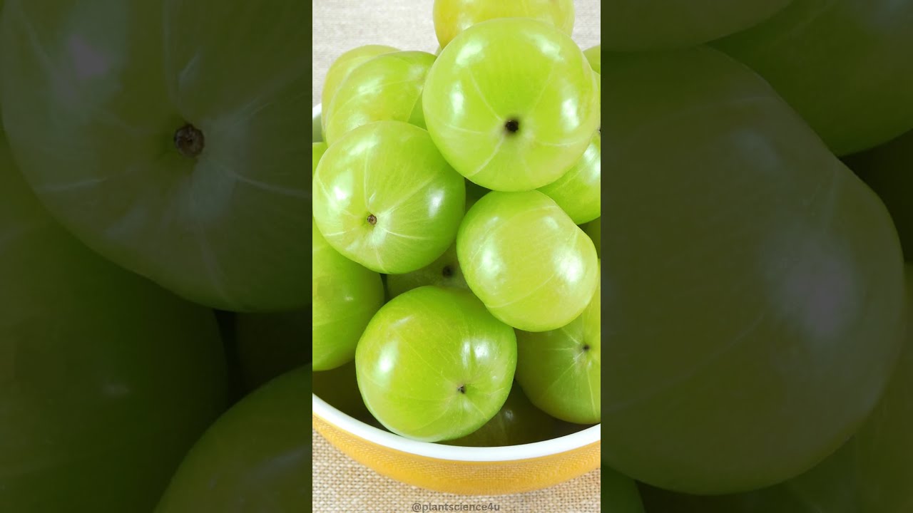 Plants used in Triphala 