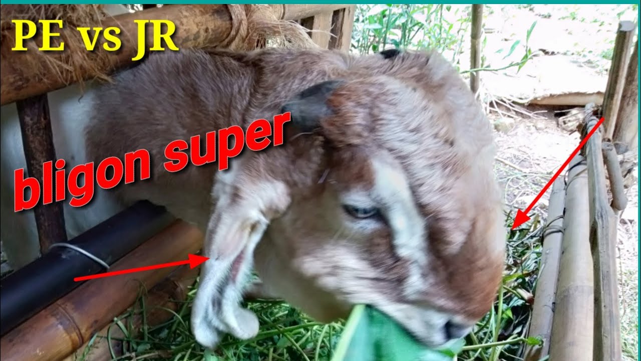 ciri ciri kambing bligon - bisa dikenali mudah