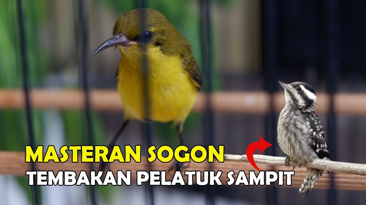 Masteran Sogon Tembakan Pelatuk Sampit
