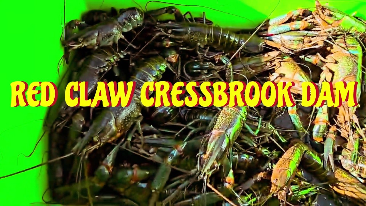 Red claw Cressbrook Dam catching red claw in Queensland fishing yabbies yabby hunting better design