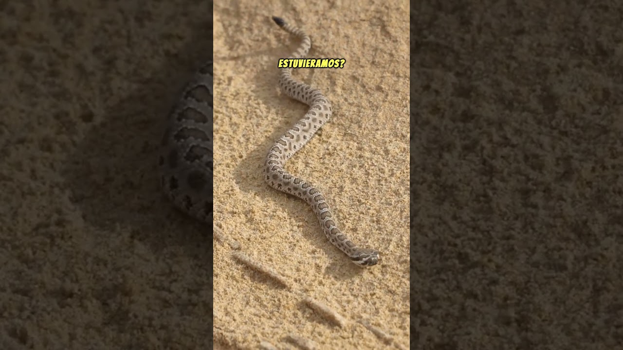 🐍🐍 Las SERPIENTES duermen con los OJOS ABIERTOS 👁️🤯 #herpetologia