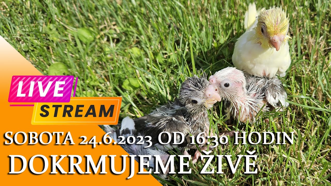 Live stream 24.6.2023 od 16:30 - DOKRMUJEME ŽIVĚ │KorelyEu