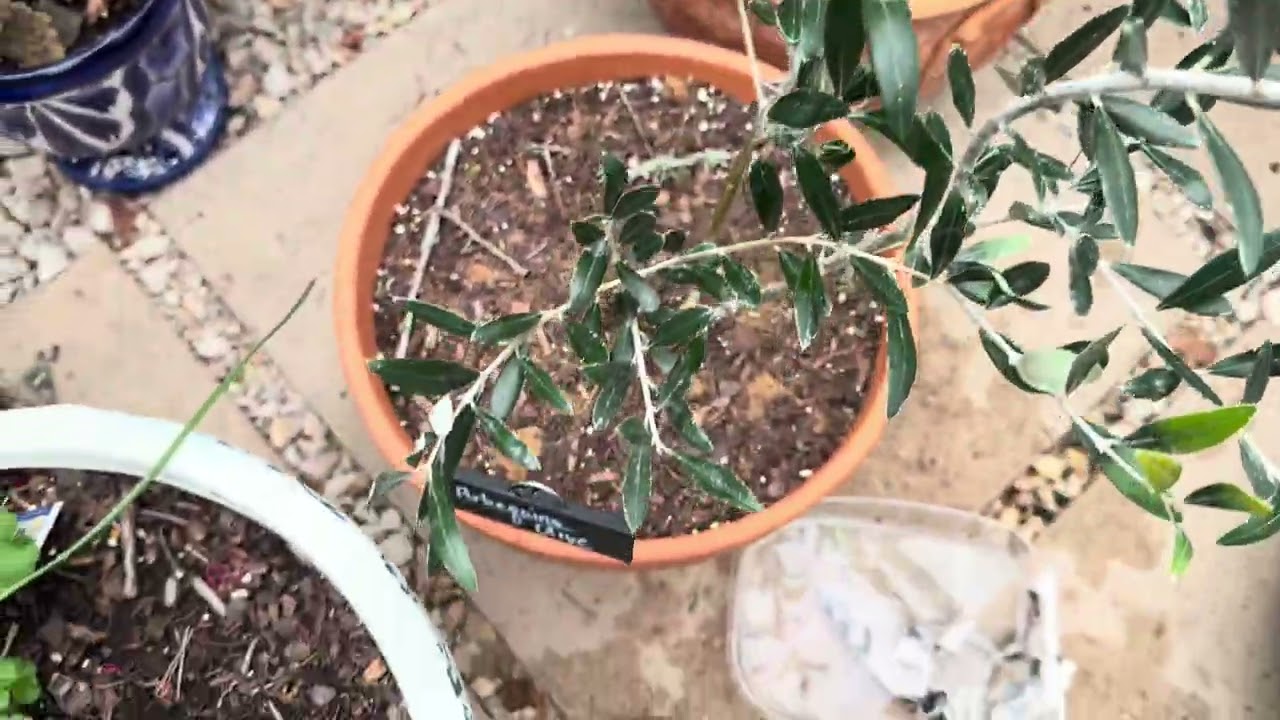 Fungus or Hard Water Stains? | Arbequina Olive Trees Cleaning | TX 9a Garden Zone 