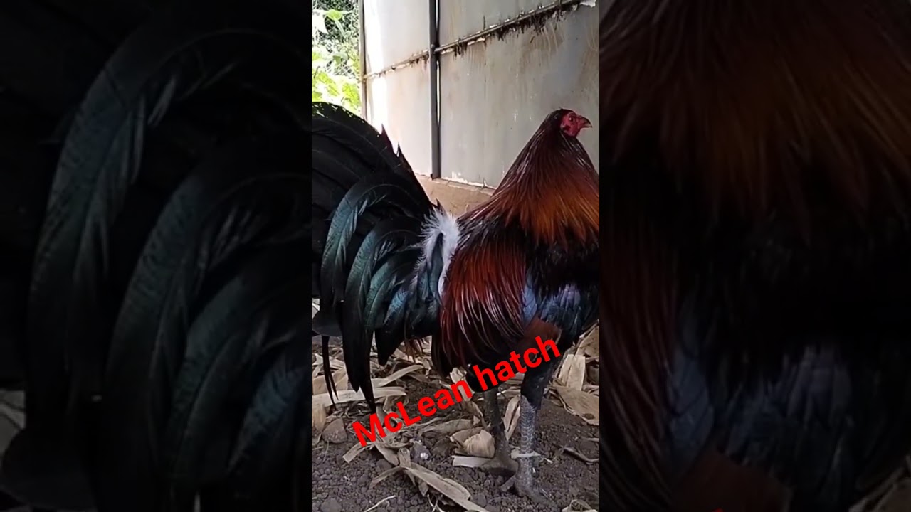 McLean hatch personal materials of sir Biboy Enriquez Firebird Gamefarm