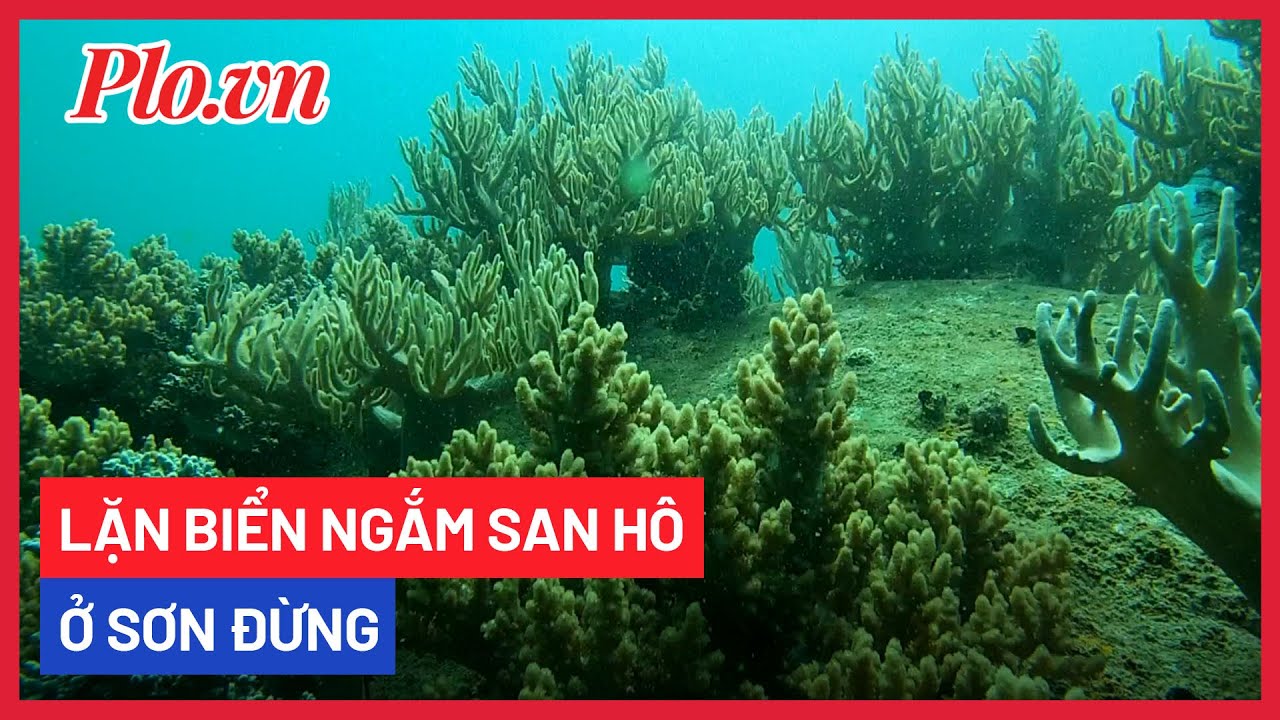 Lặn biển ngắm san hô cực đẹp ở biển Sơn Đừng, Khánh Hòa - PLO